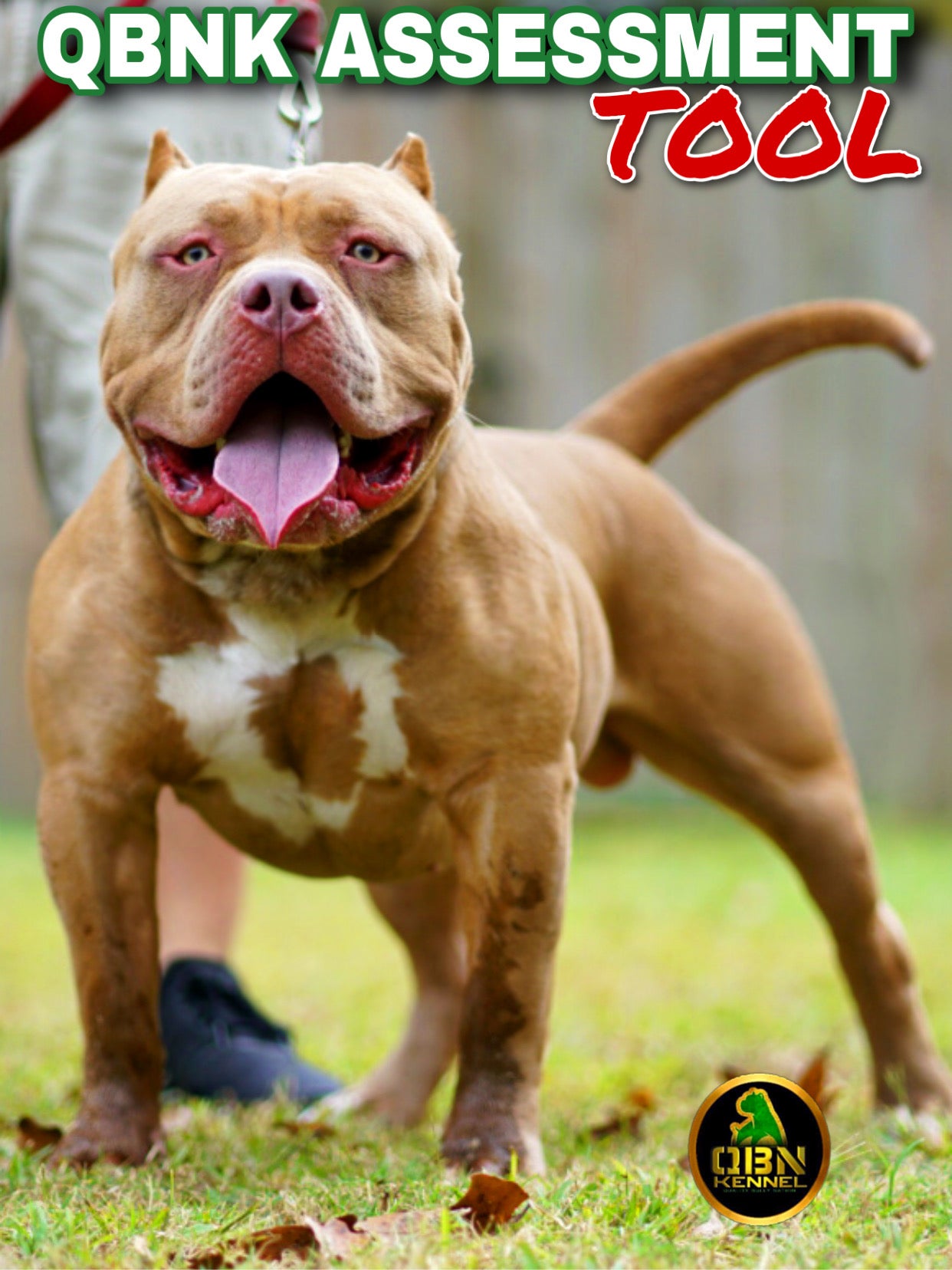 The American Bully - Complete Guide & Facts - Animal Corner